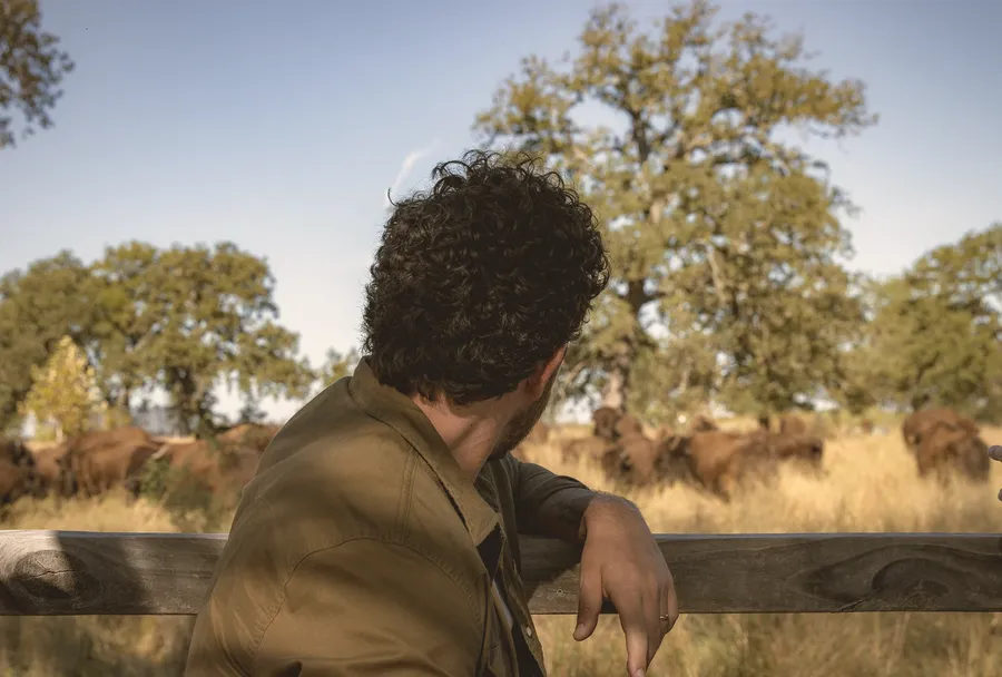 A ranch visitor watches a bison herd from behind a wooden fence
