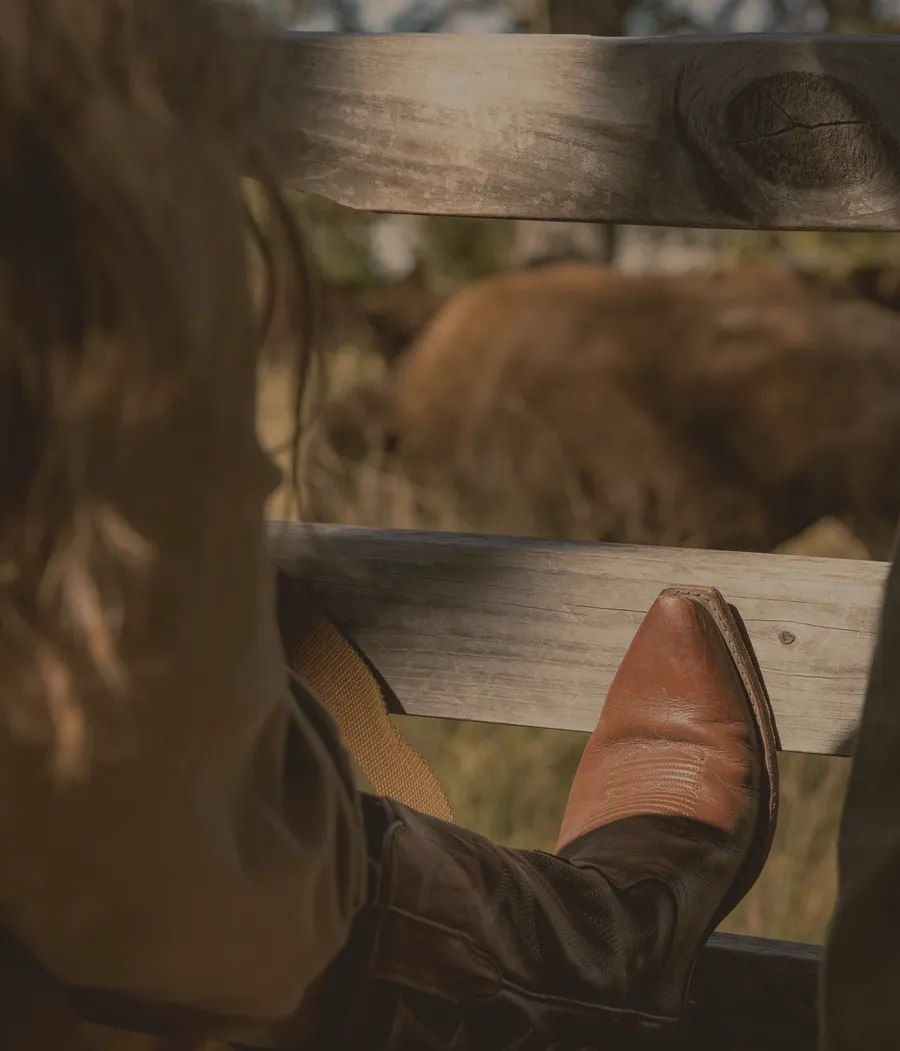 A ranch visitor rests a boot on a wooden fence beside grazing bison