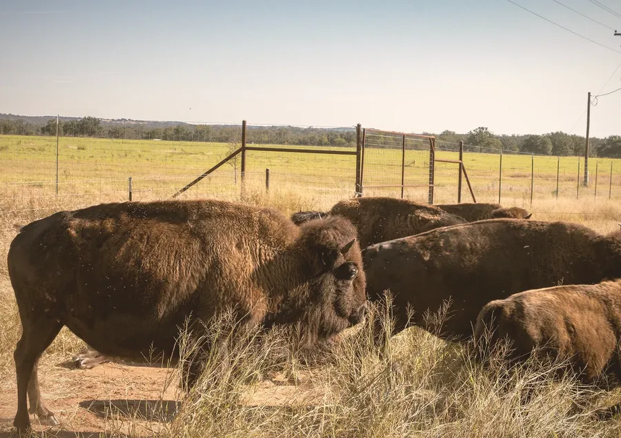 A bison herd gathers in a sunny fenced pasture