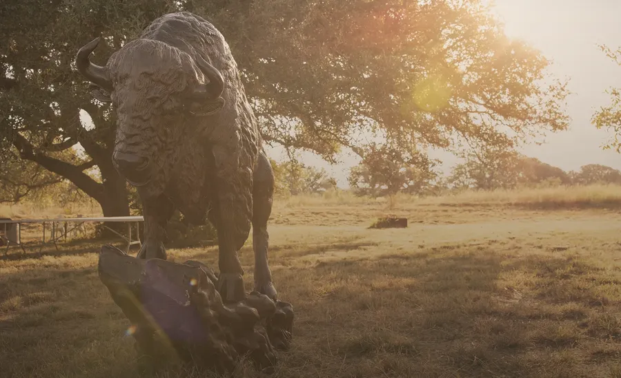 A bison sculpture stands in a sunlit field beneath oak trees