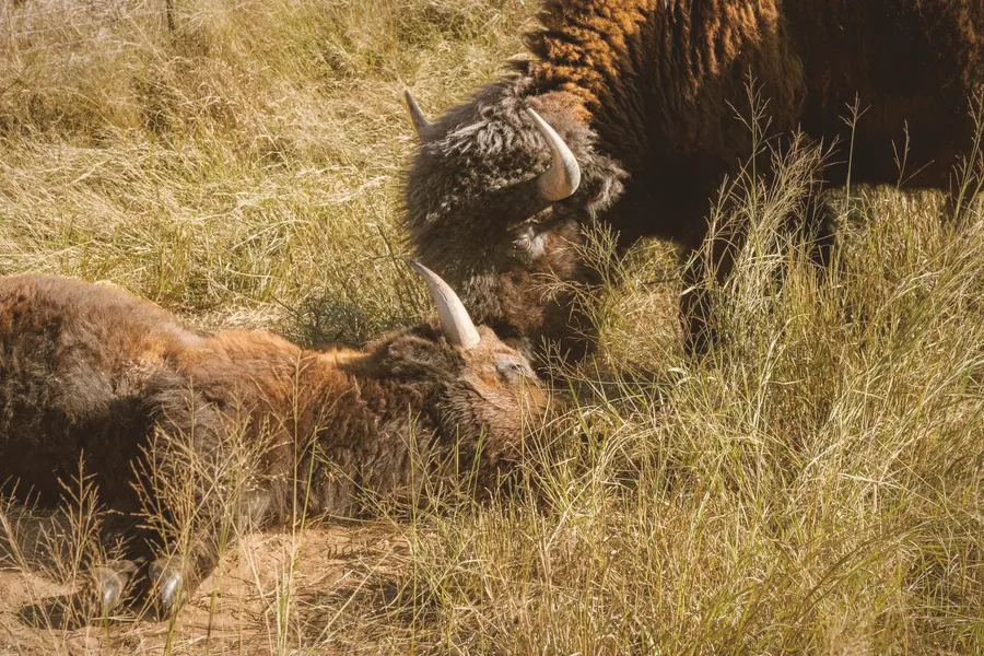 Two bison rest together in tall grass